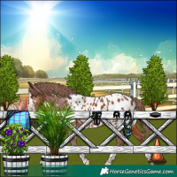 Horse Color:White Spotted Chestnut Splash Near Leopard 