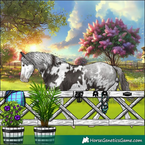 Horse Color:White Spotted Liver Chestnut Splash Frame 