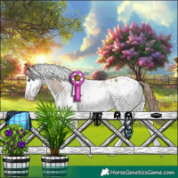 Horse Color:Bay Dun Splash Tobiano Appaloosa 