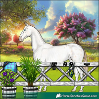 Horse Color:Buckskin Pearl Sabino Appaloosa Rabicano 