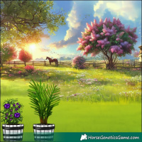 Horse Color:Buckskin Pearl Sabino Appaloosa Rabicano 