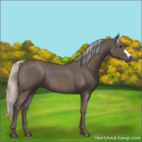 Horse Color:Silver Blue Roan 