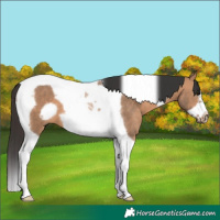 Horse Color:Bay Dun Tobiano Frame 