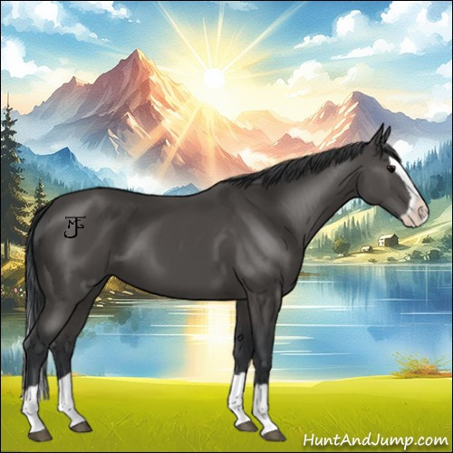 Horse Color:Black Splash 