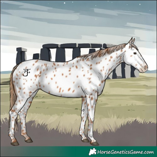 Horse Color:Chestnut Near Leopard