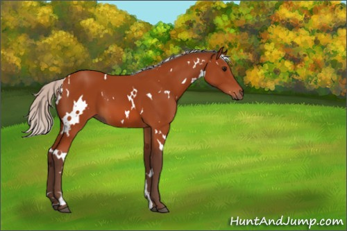 Horse Color:White Spotted Silver Bay 