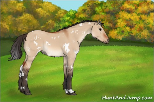 Horse Color:White Spotted Brown Dun 