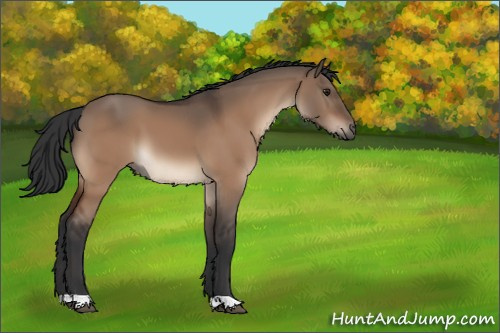 Horse Color:Brown Dun 