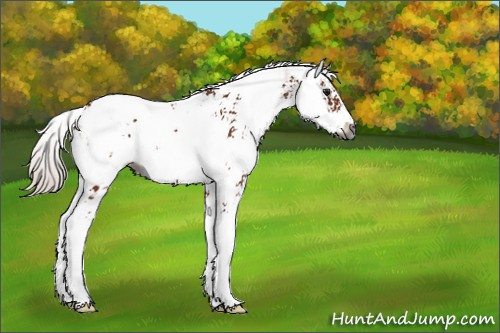 Horse Color:Gray Silver Bay Sabino 