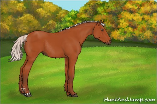 Horse Color:Silver Bay Sabino Rabicano 