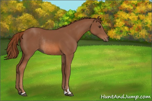 Horse Color:Chestnut Sabino Rabicano 