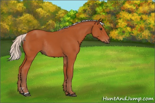 Horse Color:Silver Bay Sabino Rabicano 