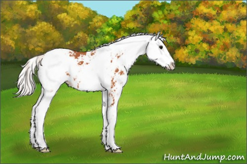 Horse Color:Silver Bay Sabino 
