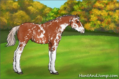 Horse Color:Silver Bay Sabino Rabicano 