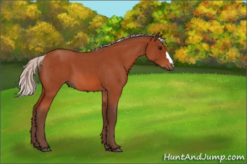 Horse Color:Silver Bay Roan 