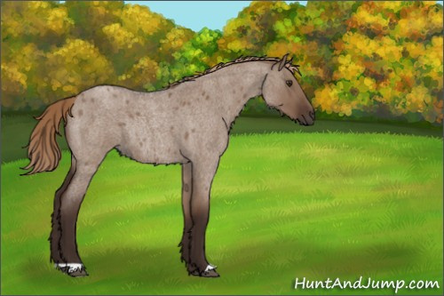 Horse Color:Liver Red Dun Roan Rabicano 