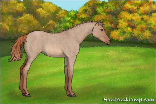Horse Color:Red Dun Roan 