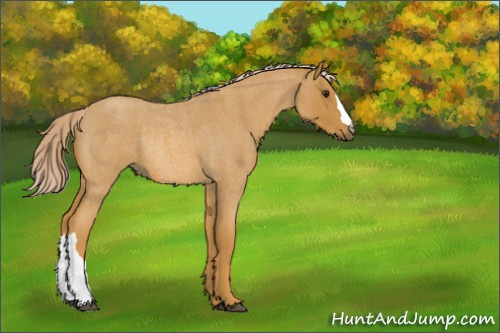 Horse Color:Palomino Roan Rabicano 
