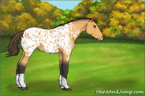 Horse Color:Buckskin Tobiano Appaloosa 