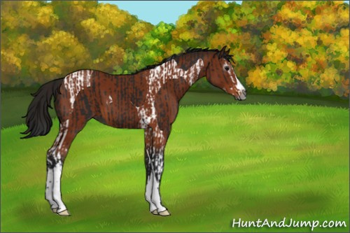 Horse Color:Gray Black Splash Tobiano  and Gray Bay Splash Tobiano 