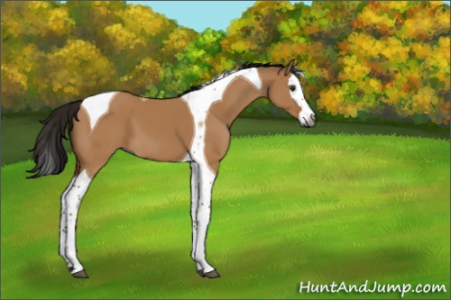 Horse Color:Gray Bay Dun Splash Tobiano 