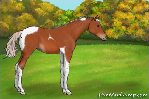 Horse Color:Silver Bay Tobiano 