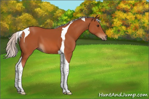 Horse Color:Silver Brown Tobiano 