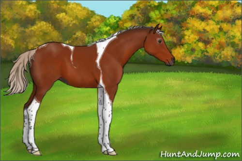 Horse Color:Gray Silver Brown Tobiano 