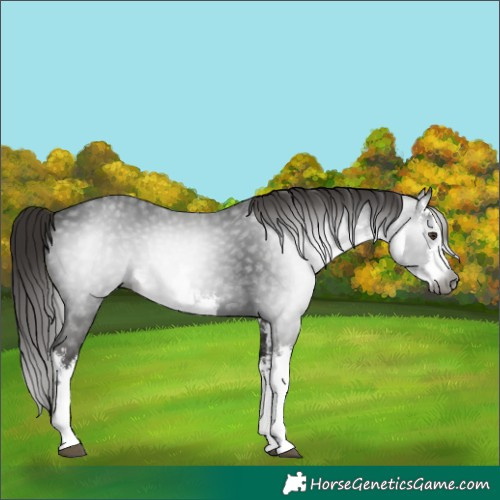 Horse Color:Gray White Spotted Liver Chestnut