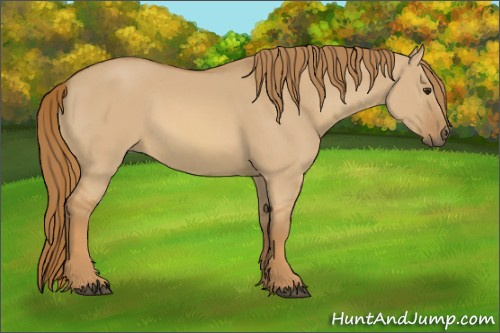 Horse Color:Unknown 