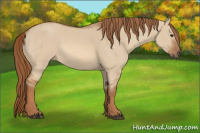 Horse Color:Unknown 