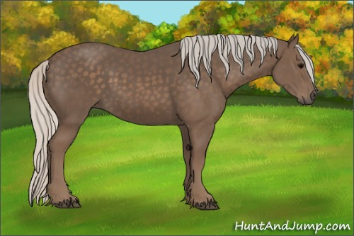 Horse Color:Unknown 