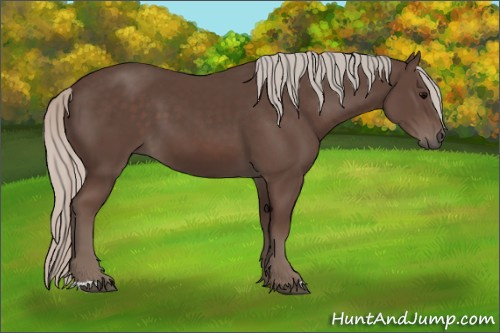 Horse Color:Unknown 