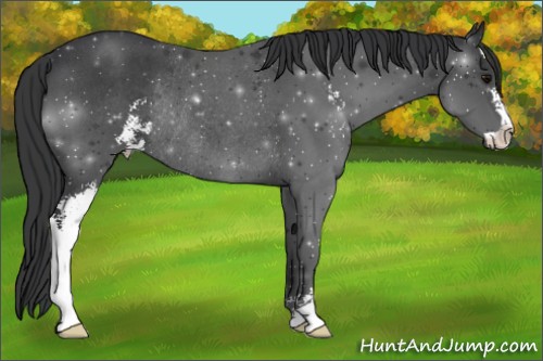 Horse Color:Blue Roan Sabino Rabicano 
