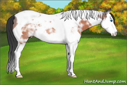 Horse Color:Bay Ice Splash Tobiano Rabicano 