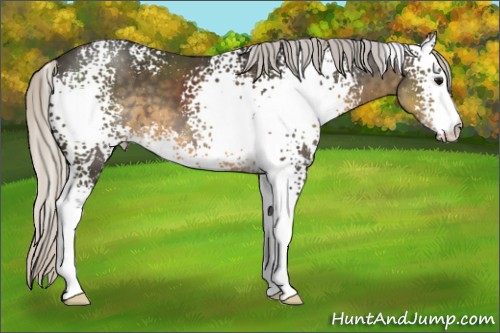 Horse Color:White Spotted Silver Smoky Black 