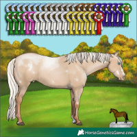 Horse Color:White Spotted Silver Grullo Pearl Sabino Rabicano 