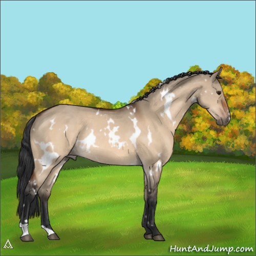 Horse Color:White Spotted Brown Dun Rabicano 