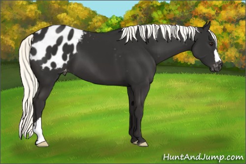 Horse Color:Liver Chestnut Mushroom Appaloosa 
