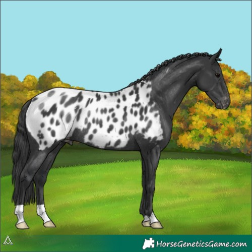 Horse Color:Black Appaloosa Rabicano 
