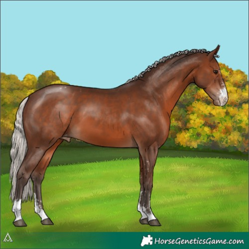 Horse Color:Silver Brown Sabino Appaloosa 
