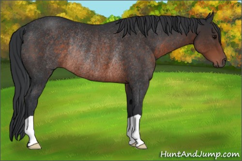 Horse Color:Brown Mushroom Rabicano 