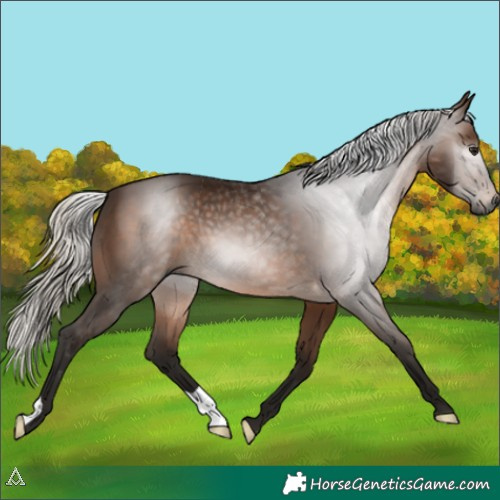 Horse Color:Gray Silver Brown 