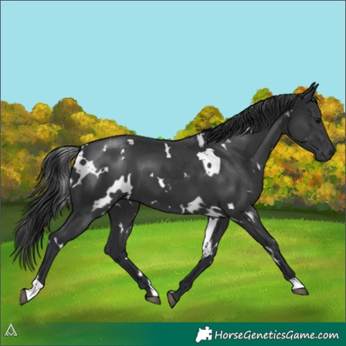 Horse Color:White Spotted Black 