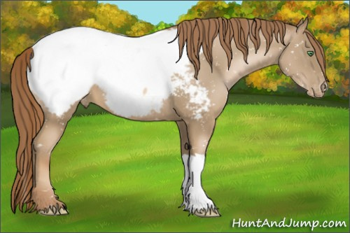 Horse Color:Smoky Black Pearl Appaloosa 