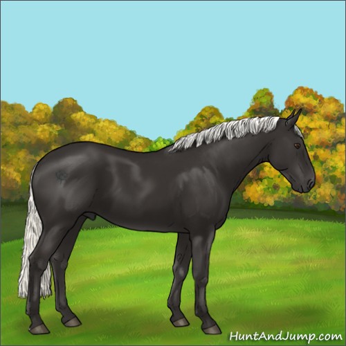 Horse Color:Liver Chestnut Mushroom 