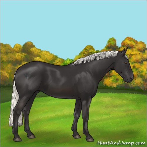 Horse Color:Liver Chestnut Mushroom 