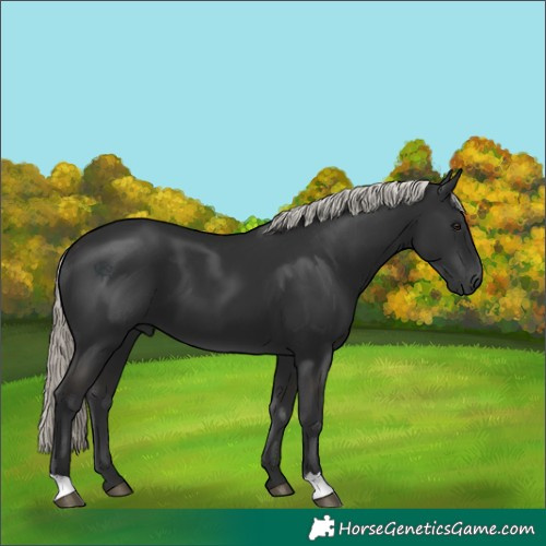 Horse Color:Liver Chestnut Mushroom
