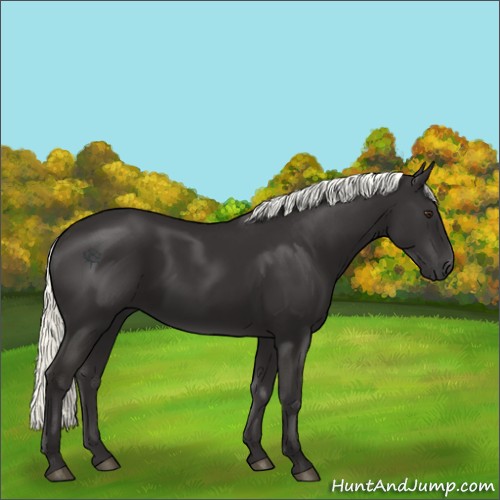 Horse Color:Liver Chestnut Mushroom 