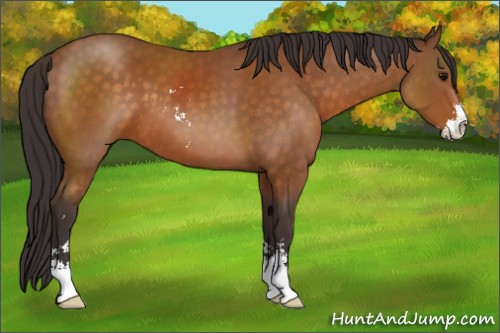 Horse Color:Buckskin Sabino 
